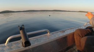 Тюлень на песню