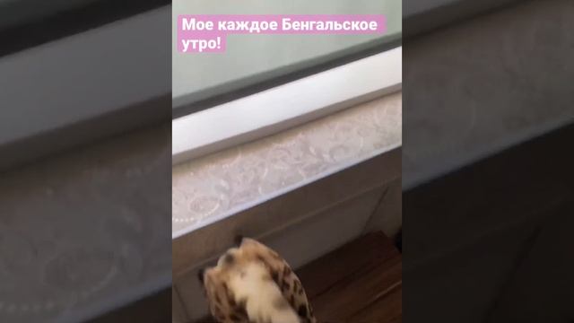 Утро с Бенгальским котом…почти привыкла.#приколы #кошки #бенгальский смотреть онлайн