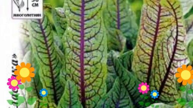 Щавель декоративно-съедобный. Краткий обзор, описание характеристик, где купить семена смотреть онлайн