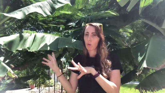 How long until my BANANA TREE produces FRUIT? | Growing Bananas is Easy