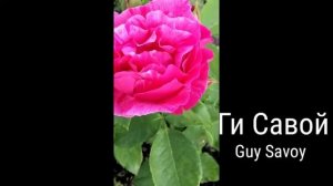 РОЗА.  ГИ САВОЙ.