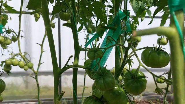 Томаты в теплице. Полный обзор на 5 июля 2023. смотреть онлайн