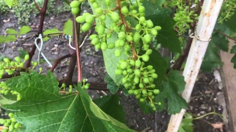 Осторожно , милдью на винограднике.