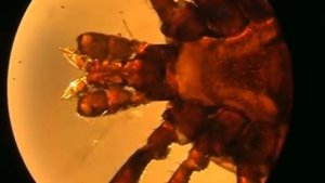 Устройство для удаления клещей "Uniclean tick twister"