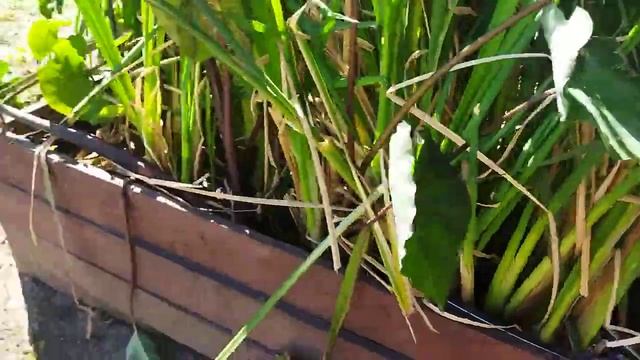 Идеальная прозрачность воды в пруду! смотреть онлайн