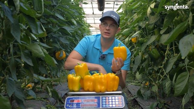 Индетерминантный гибрид перца Люмос F1 смотреть онлайн