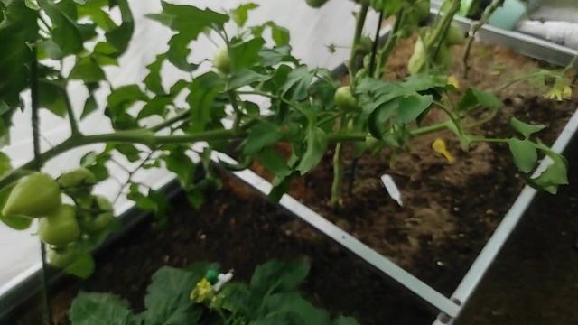 20.07.22.Дача.. теплица с помидорами и арбузом? смотреть онлайн