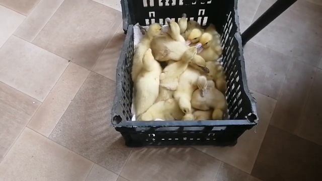 Цыплята,утята,гусята.Опять переселяю.