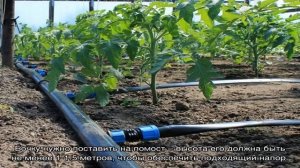 Регулярная подача влаги растениям при помощи пластиковых труб