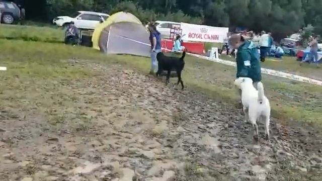 Выставка Монопородная выставка Среднеазиатских овчарок 25 августа 2018 года Среднеазиатская овчар смотреть онлайн