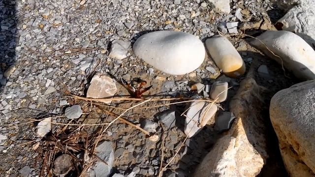 оса строит дом. (собирая песок, оса скатывает его в шар и уносит его строить дом к зиме) смотреть онлайн