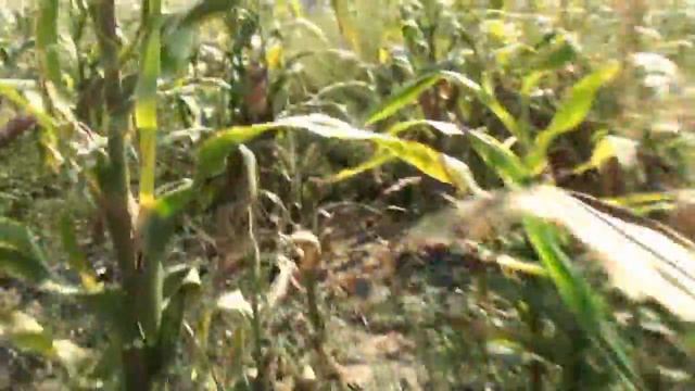 МЕБЕЛИНИ СПАСЕТ МИР))) Реклама от "Грабли" смотреть онлайн