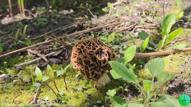 Пение птиц в лесу исцеляет душу и тело/Гриб Сморчок/Звуки природы/Birdsong/Sounds of nature/Relax