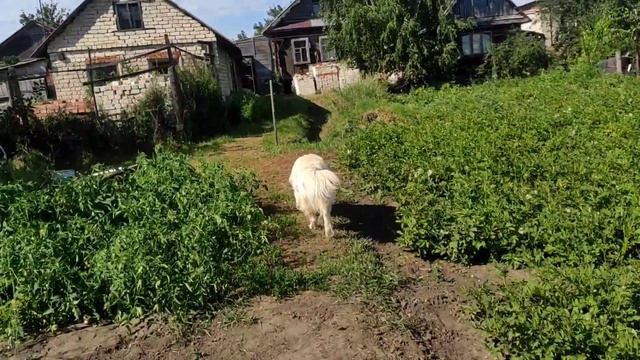 День 42-й. Домашний кинотеатр. 7 августа 2022