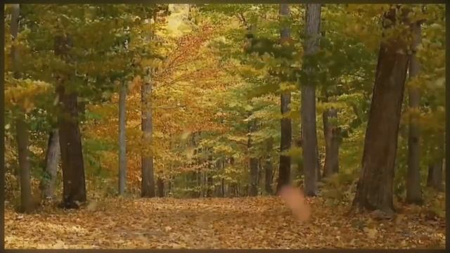 Анне Вески - Листья жёлтые смотреть онлайн