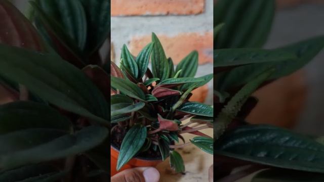 Flores de la Peperomia Rosso