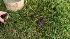 ? живая лягушка, лягушки в пруду, наблюдение за природой, лето в Беларуси, Минск. Катя выросла. 202