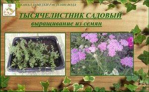Тысячелистник декоративный (садовый) из семян без пикировки от посева до цветения