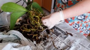 Пересадка орхидеи Фаленопсис с гнилыми корнями.