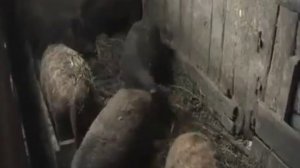 Разведение свиней породы мангал