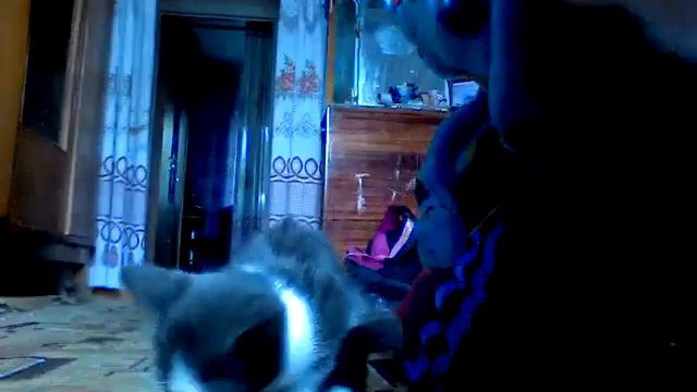 Мой кот Мурзик рычит смотреть онлайн