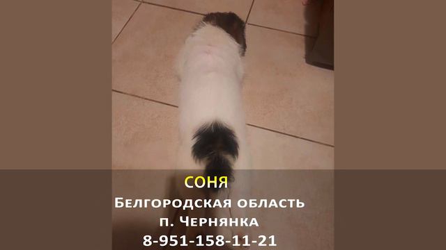 Пропала собака! СОНЯ. Белгородская область, п. Чернянка