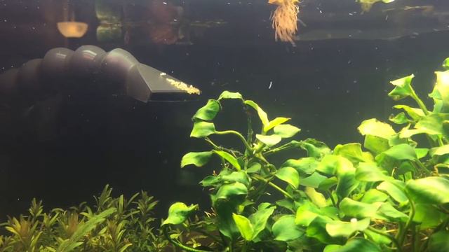 1 month and a half 75 gallon high tech pland tank ( WATCHIN HD) смотреть онлайн