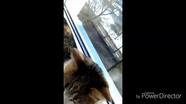 Озвучка Животных 1