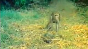 Wild Animal Attacks: Monkey vs Baboon, Snake and Python