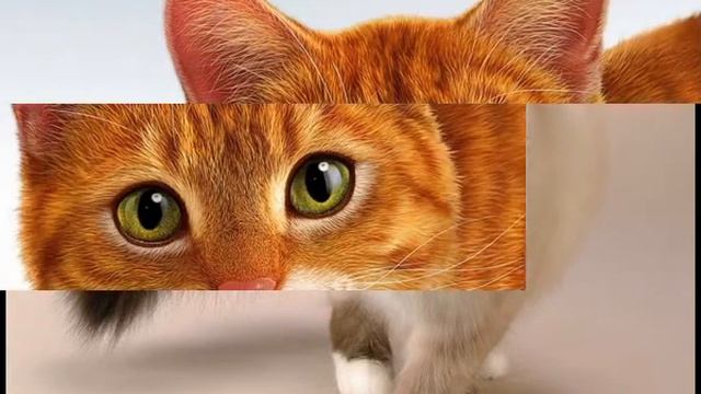 Ориджин корм для кошек отзывы смотреть онлайн