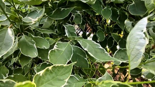 Дерен?Летняя стрижка?Черенкование?16.06.2023 смотреть онлайн