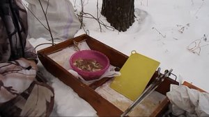 посредник. Мясо в гранатовом соке. Посиделки в лесу.