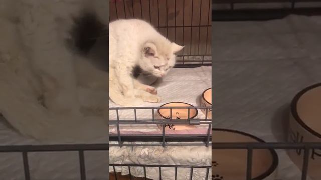 🆘Покалеченная в Махачкале и ненужная там никому🐱девочка с ЧМТ доставлена на лечение в Москву🙏🆘