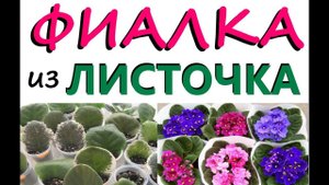 ФИАЛКИ размножение ЛИСТОЧКАМИ