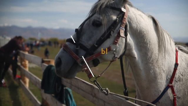 Скачки лошадей на Алтае осенью 2018 смотреть онлайн