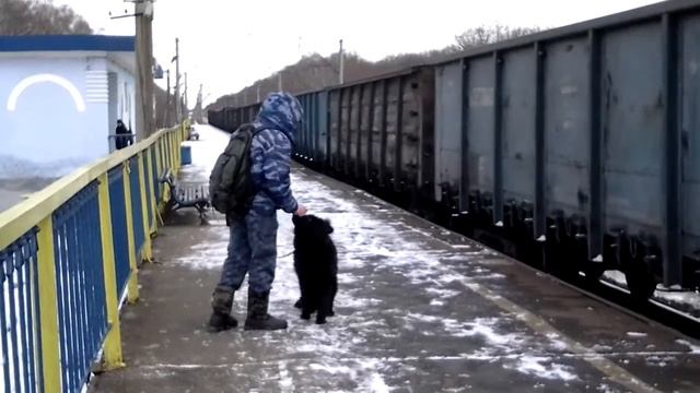 Немецкая овчарка - Рей 7 мес. Вдержка в условиях шума поезда. смотреть онлайн