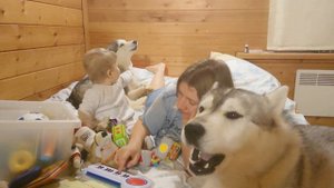 HuskyVlog Что будет если сыграть на пианино для хаски
