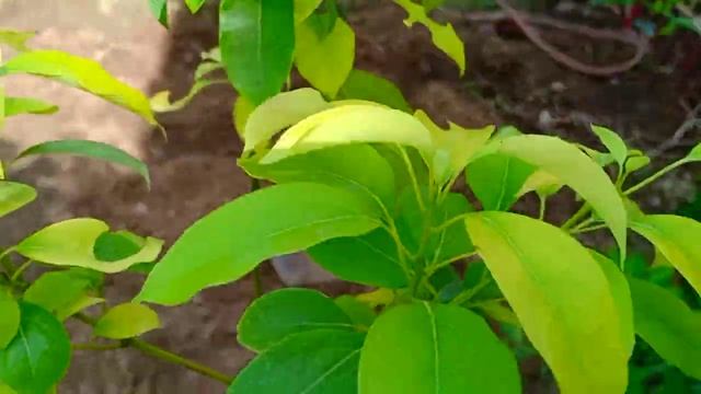 கற்பூரமரம், கற்பூரம், பச்சை கற்பூரம்,Cinnamomum Camphora
Herbs-மூலிகை смотреть онлайн