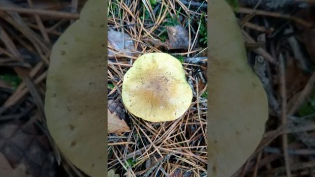 Вот они Зелёнки и Подзеленки