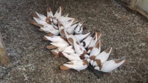 Бакинские голуби «жёлто-шейки»