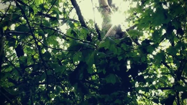 Ловля роёв, ставим ловушки 2015 смотреть онлайн