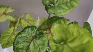 Сингониумы - неприхотливые сорта для начинающих.