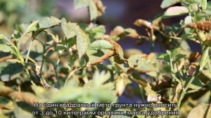 Уход за розами летом на даче в открытом грунте