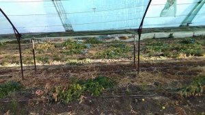 КОГДА И КАК ВНОСИТЬ СУЛЬФАТ КАЛЬЦИЯ НА ТОМАТАХ(ПРИРОДНЫЙ ГИПС)