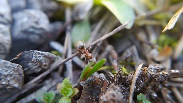 Муравьи в природе. Экспедиция #3: Природа просыпается смотреть онлайн