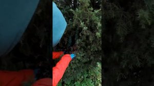 Как очистить можжевельник от желтой хвои