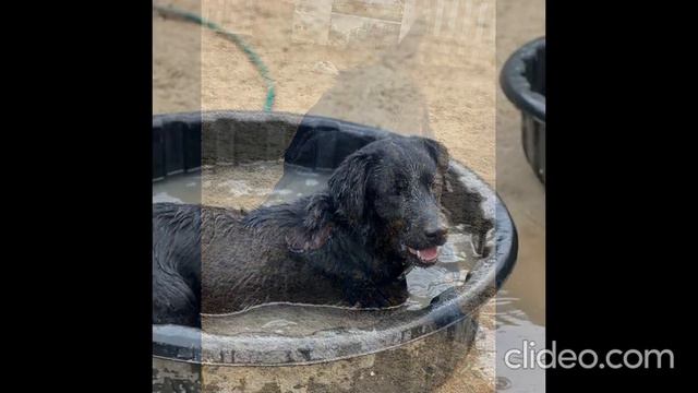 #фредди_кп #приют_Пушистыйдруг смотреть онлайн