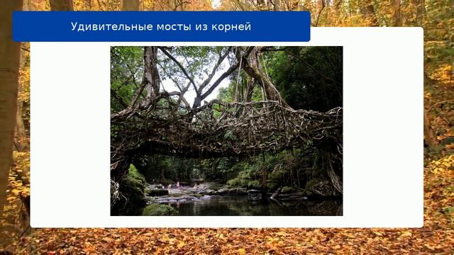 Удивительные мосты из корней обзор смотреть онлайн