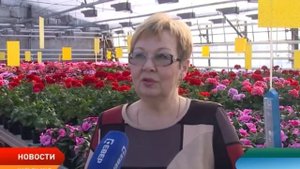 Тепличный комбинат «Солнышко» готов к 8 Марта