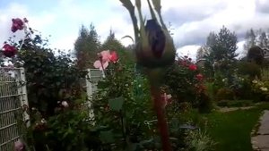 2 цветение розы Мона Лиза.15.09.19
